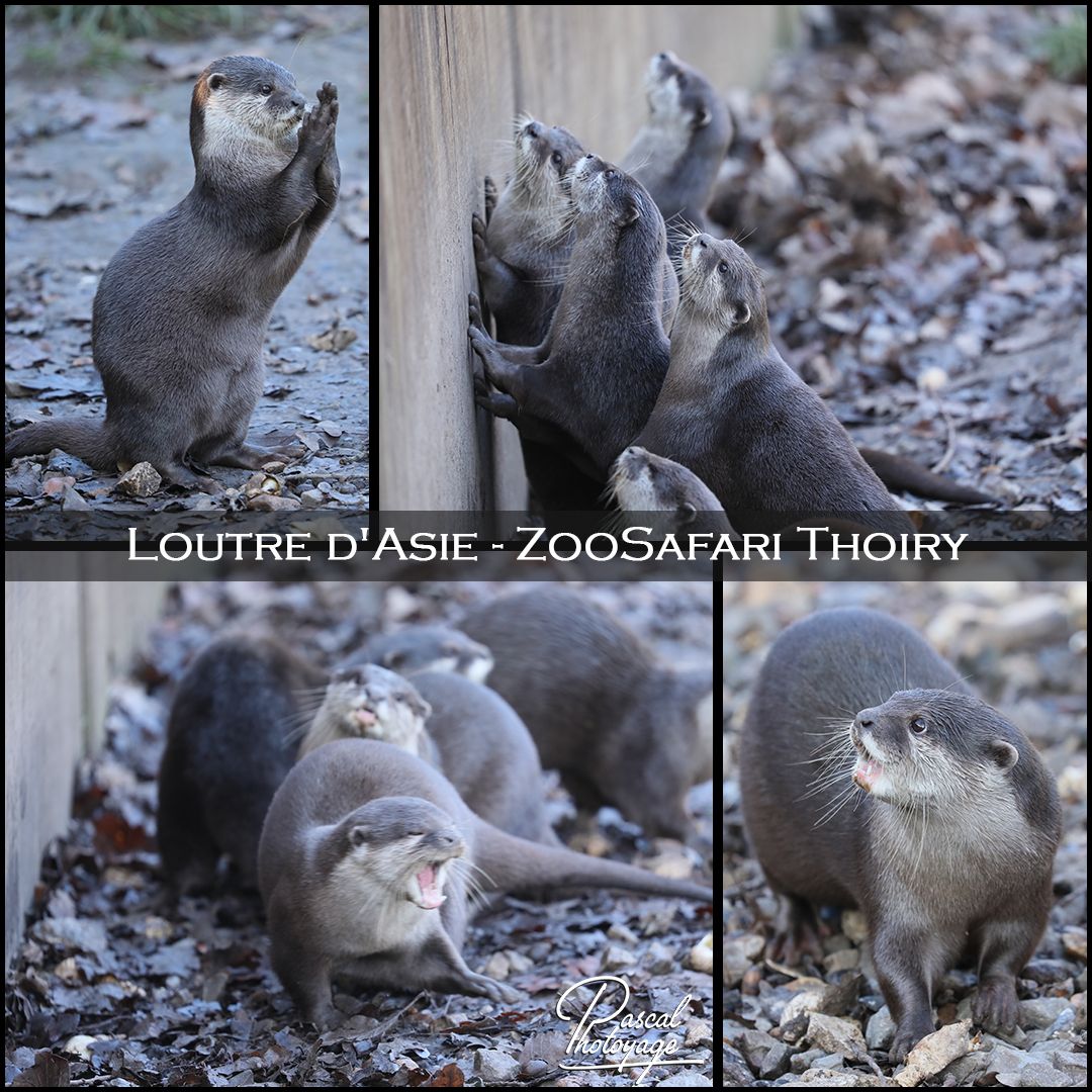 THOIRY - LOUTRE D'ASIE 01 - LAYOUT 09 1080x1080.jpg